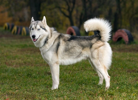 Sibiřský husky Dogs Informace - velikost, povaha, délka života & cena | iFauna