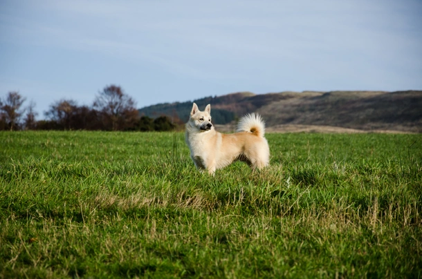 Norsk Buhund Dogs Raza - Características, Fotos & Precio | MundoAnimalia