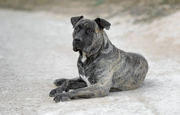 Canary 2024 mastiff puppies