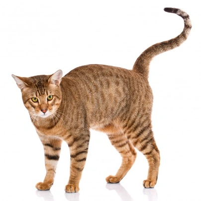 Serengeti Cats Breed - Information, Temperament, Size & Price | Pets4Homes