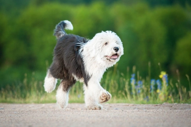 Perro bobtail o perro pastor inglés viejo fotografías e imágenes