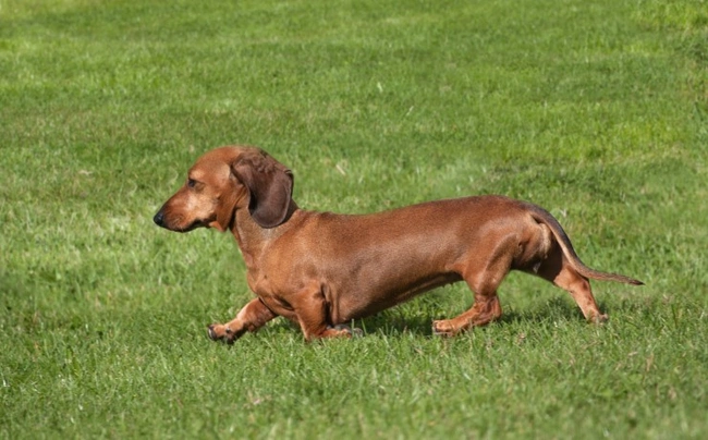 Mini smooth 2024 haired dachshund