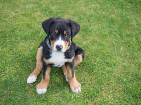 Greater swiss mountain dog 2024 weight