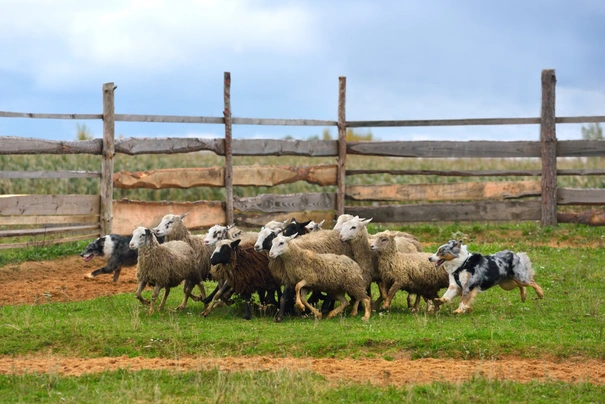 Australský ovčák Dogs Plemeno / Druh: Povaha, Délka života & Cena | iFauna