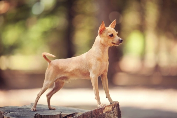 Russian Toy Terrier Dogs Razza - Prezzo, Temperamento & Foto | AnnunciAnimali