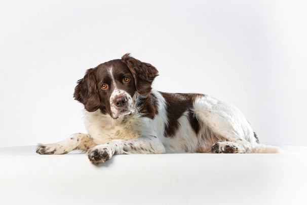 Drentský koroptvář Dogs Informace - velikost, povaha, délka života & cena | iFauna