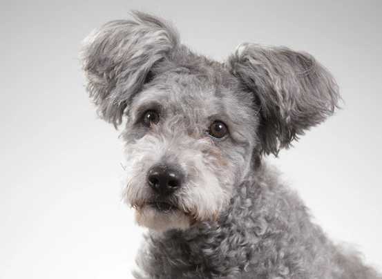 Hungarian Pumi Dogs Breed - Information, Temperament, Size & Price | Pets4Homes