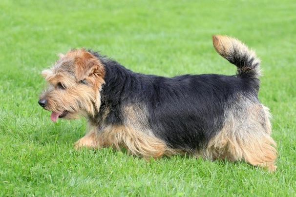 Norfolk Terrier Dogs Raza - Características, Fotos & Precio | MundoAnimalia