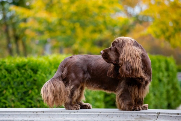 Sussex spaniel hot sale poodle mix