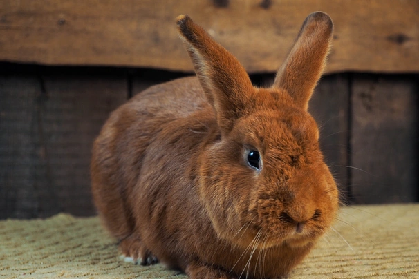 New Zealand Rabbits Breed - Information, Temperament, Size & Price | Pets4Homes