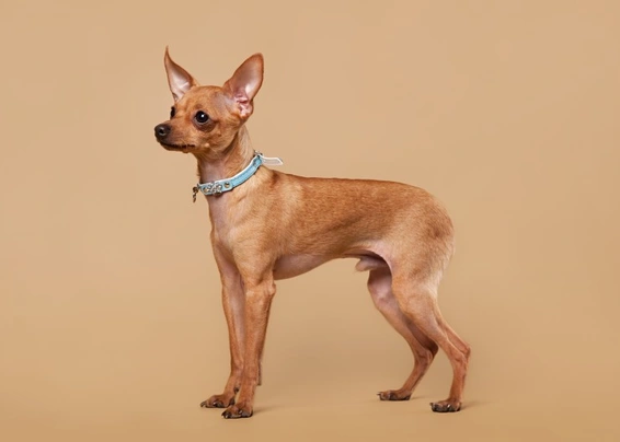 Russian toy terrier outlet puppy