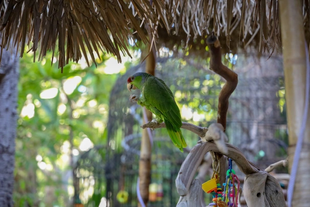 Amazoňan fialovotemenný Birds Informace - velikost, povaha, délka života & cena | iFauna