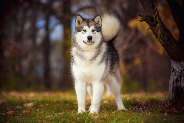 son malamutes dificiles de entrenar