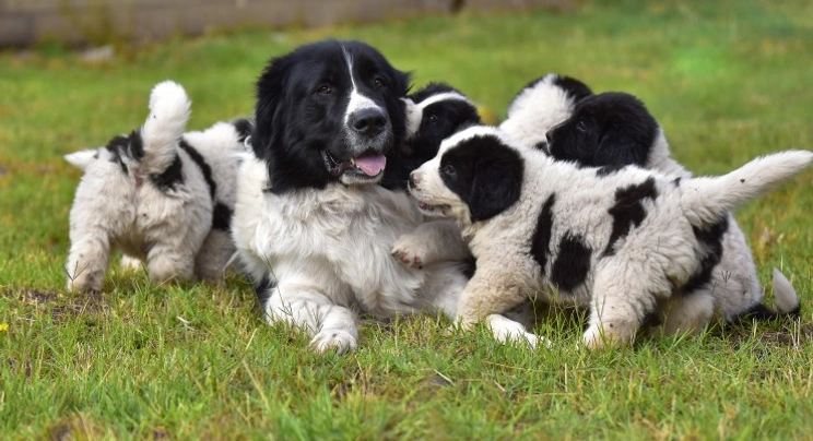 Novofundlandský pes Dogs Informace - velikost, povaha, délka života & cena | iFauna