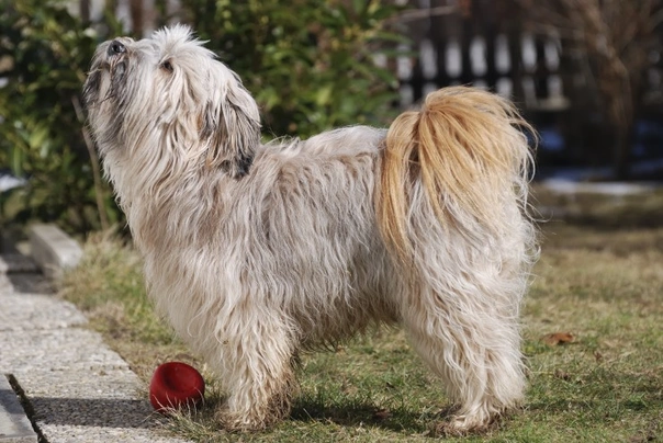 Tibetaanse Terriër Dogs Ras: Karakter, Levensduur & Prijs | Puppyplaats