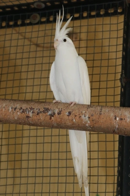 Korela albino Birds Informace - velikost, povaha, délka života & cena | iFauna