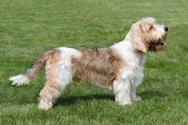 Basset Griffon Vendeen Dogs Breed - Information, Temperament, Size & Price | Pets4Homes