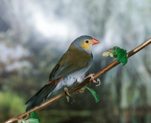 Astrild oranžovolící Birds Informace - velikost, povaha, délka života & cena | iFauna