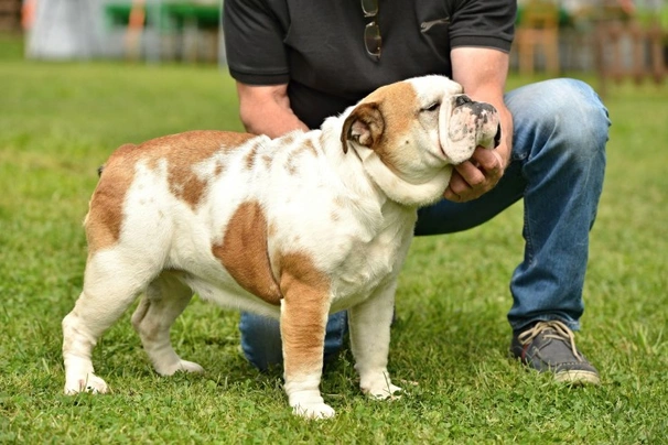 Bulldog size best sale