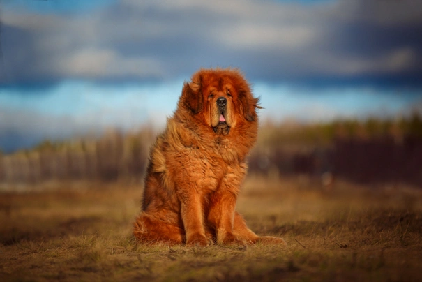 Tibetan Mastiff Dogs Razza - Prezzo, Temperamento & Foto | AnnunciAnimali