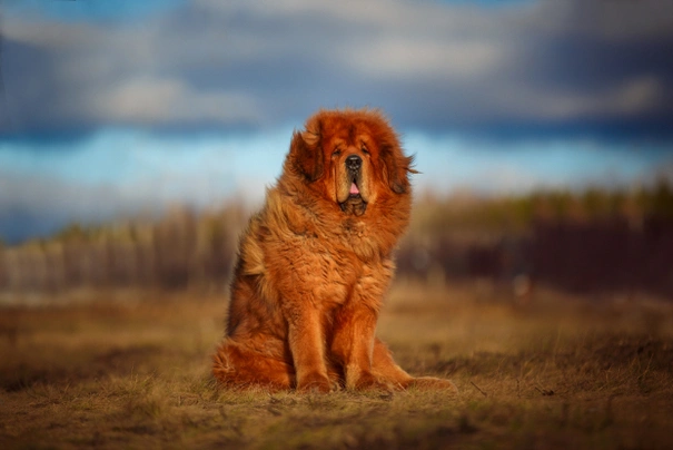 Purebred tibetan hot sale mastiff