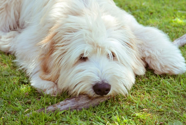 Pyrenean Sheepdog Dogs Breed - Information, Temperament, Size & Price | Pets4Homes