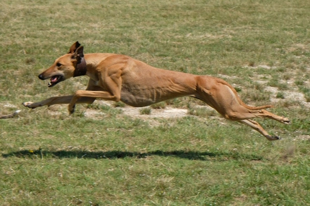 Greyhound Dogs Plemeno / Druh: Povaha, Délka života & Cena | iFauna