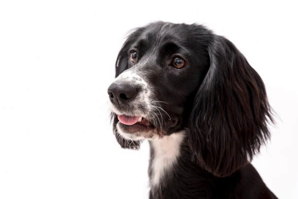 Owning a best sale sprocker spaniel