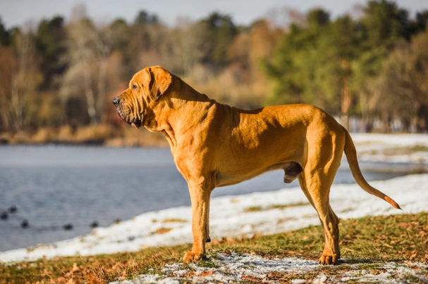 Fila Brasileiro Dogs Razza - Prezzo, Temperamento & Foto | AnnunciAnimali