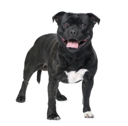 Staffordshire Bull Terrier Dogs Razza - Prezzo, Temperamento & Foto | AnnunciAnimali