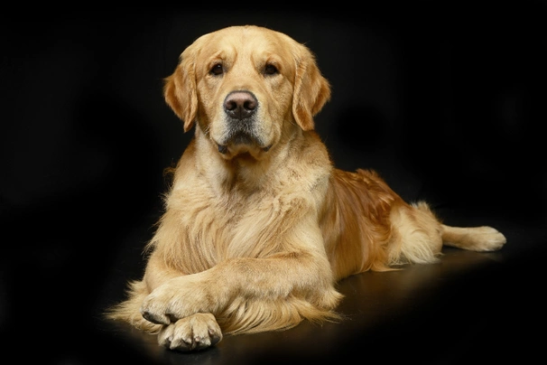 Zlatý retrívr Dogs Informace - velikost, povaha, délka života & cena | iFauna