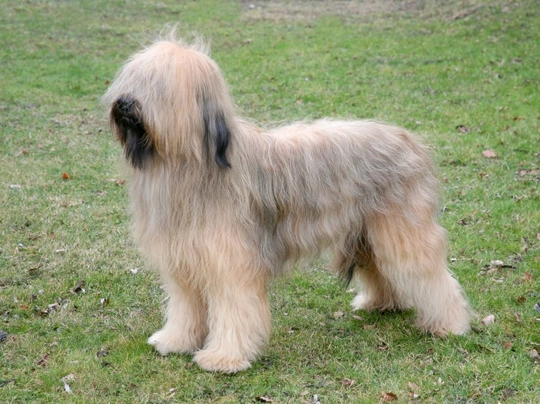 Briard Dogs Breed - Information, Temperament, Size & Price | Pets4Homes