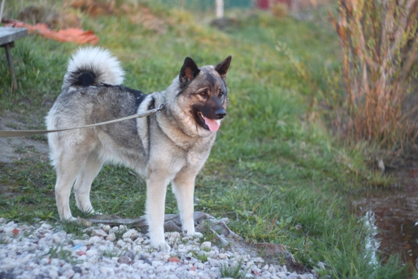 Elkhound Noruego Gris Dogs Raza - Características, Fotos & Precio | MundoAnimalia