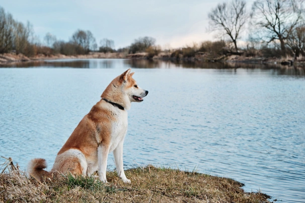 Akita inu Dogs Informace - velikost, povaha, délka života & cena | iFauna
