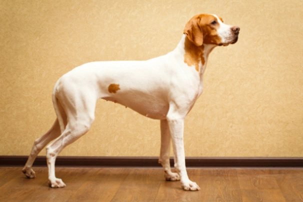 Pointer Dogs Breed - Information, Temperament, Size & Price | Pets4Homes