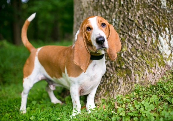 existen diferentes tipos de basset hound