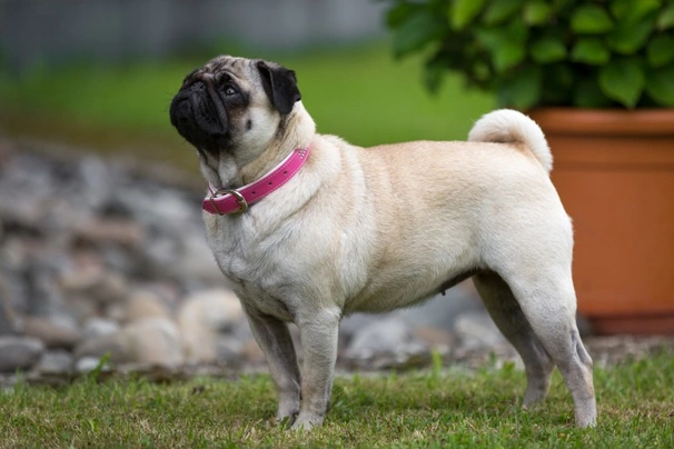 es un pug un tipo de terrier