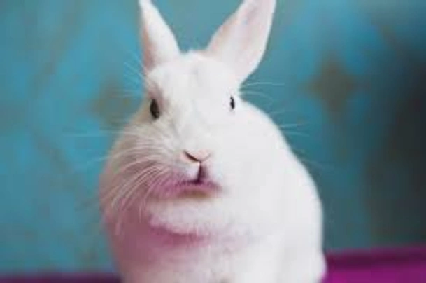 Hulstlander Rabbits Breed - Information, Temperament, Size & Price | Pets4Homes