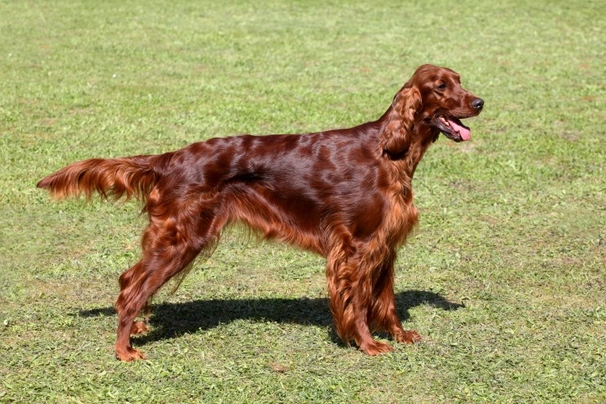 Setter Irlandés Rojo Dogs Raza - Características, Fotos & Precio | MundoAnimalia