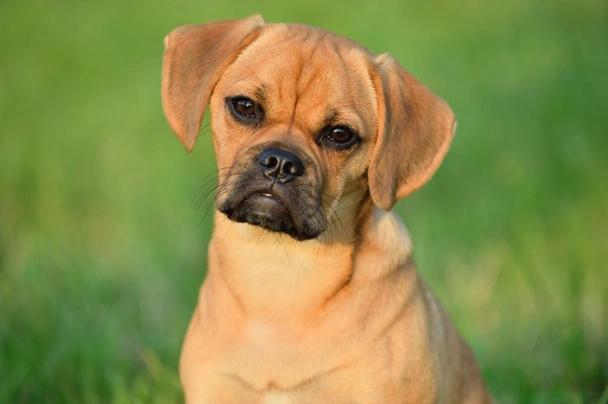 Puggle Dogs Raza - Características, Fotos & Precio | MundoAnimalia