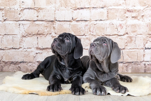 Neapolitan Mastiff Dogs Breed - Information, Temperament, Size & Price