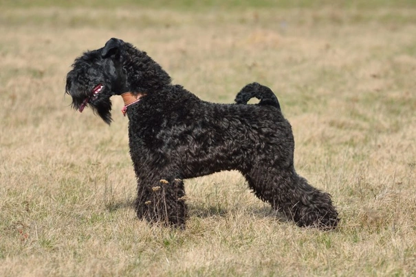 Kerry Blue Terrier Dogs Raza - Características, Fotos & Precio | MundoAnimalia