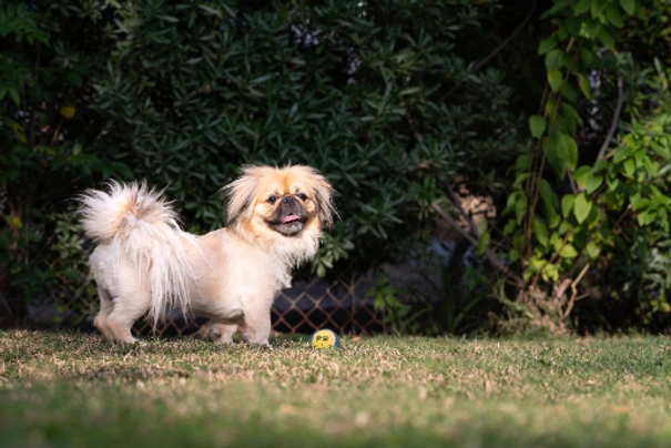 Pekingese Dogs Breed - Information, Temperament, Size & Price | Pets4Homes