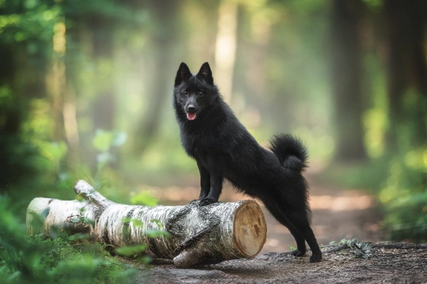 Šiperka Dogs Informace - velikost, povaha, délka života & cena | iFauna