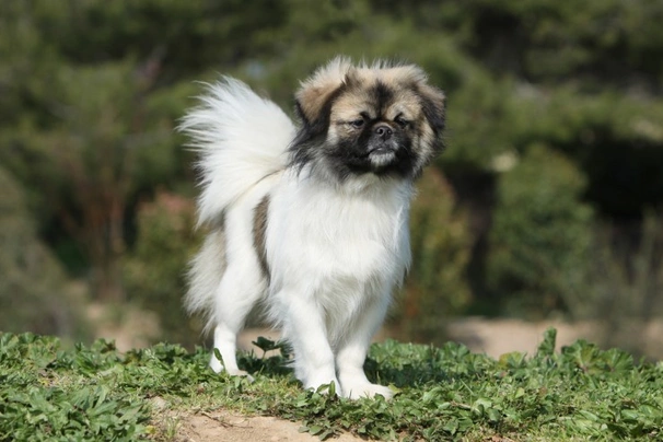 Spaniel Tibetano Dogs Raza - Características, Fotos & Precio | MundoAnimalia