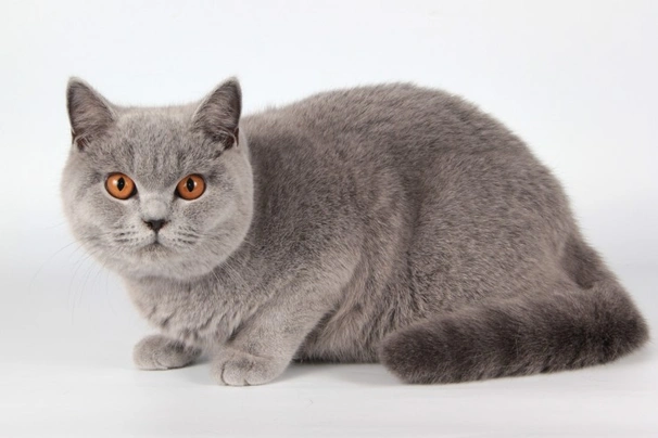 British Shorthair Cats Breed | Facts, Information and Advice | Pets4Homes