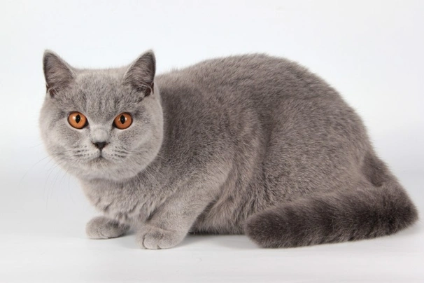 British Shorthair Cats Breed - Information, Temperament, Size & Price | Pets4Homes