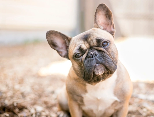 Características del Bulldog francés - Portal Salud