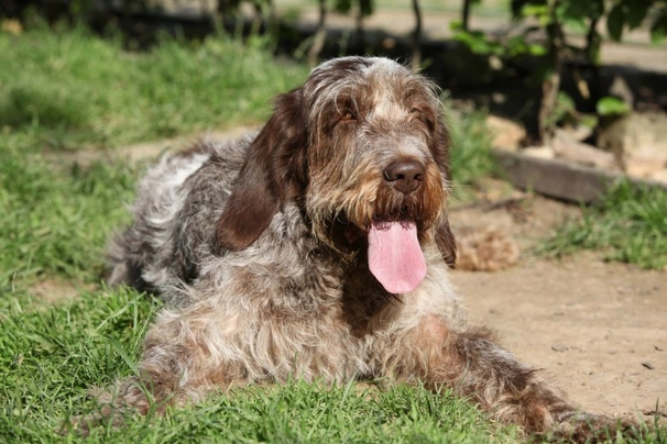 Italský spinone Dogs Informace - velikost, povaha, délka života & cena | iFauna