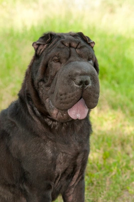 Shar Pei Dogs Raza - Características, Fotos & Precio | MundoAnimalia